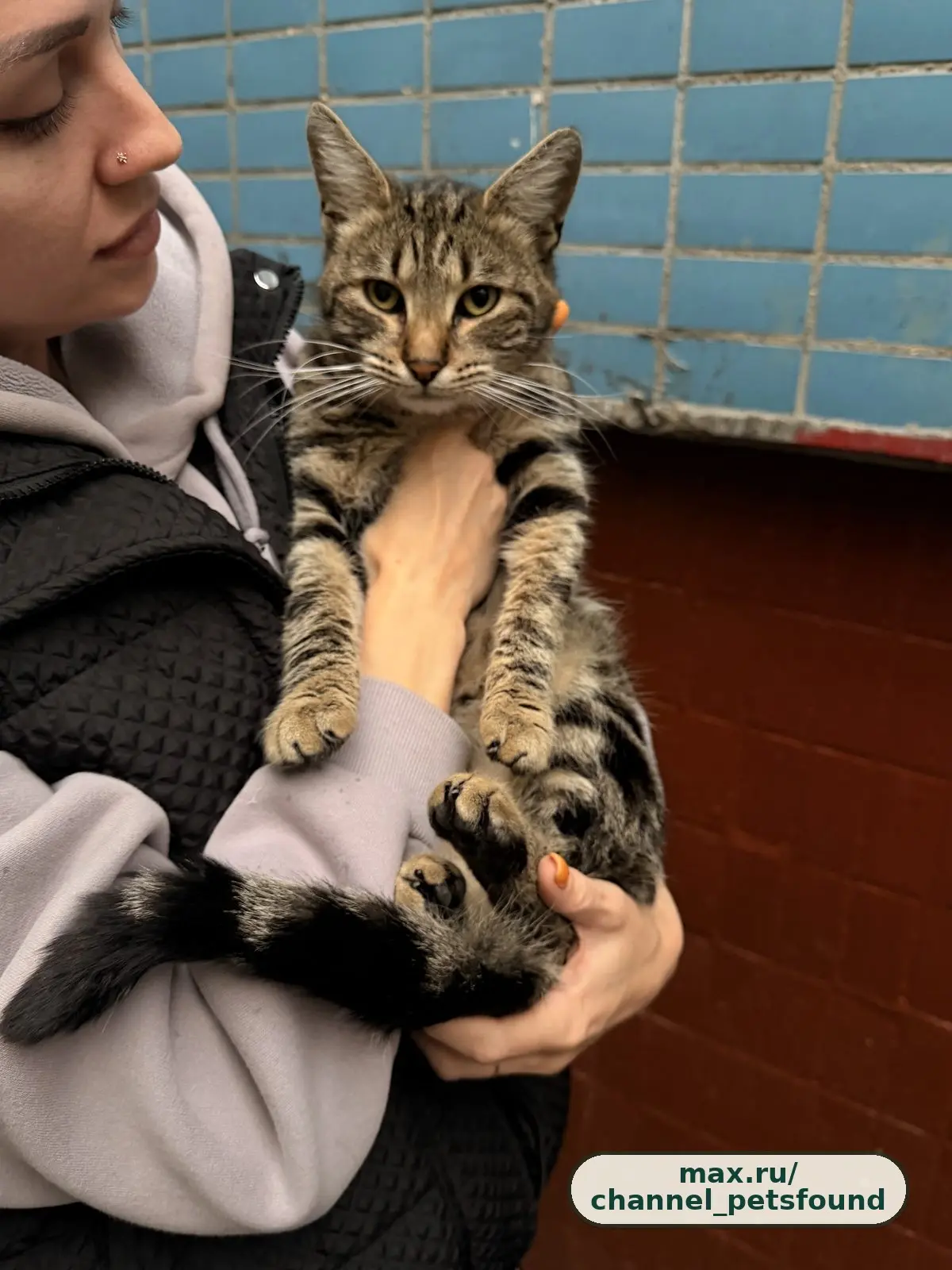 🐾 Найден питомец — Москва