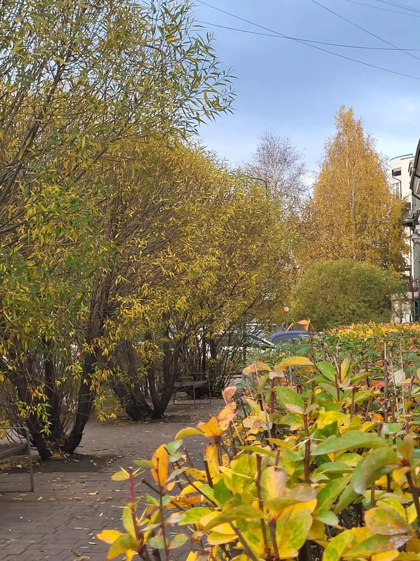 Моменты золотой осени в Красноярске 🧡