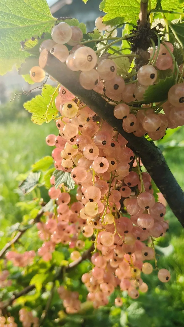 🌸 Голландская розовая смородина – редкая красавица для дачи