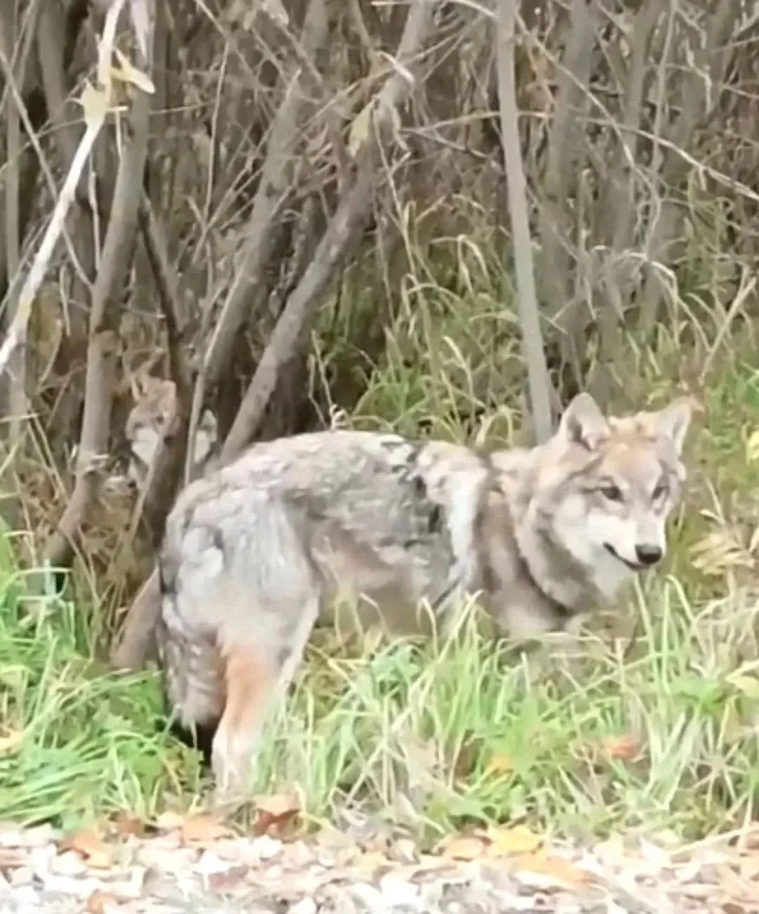 🐺 Волки приближаются к Подмосковью