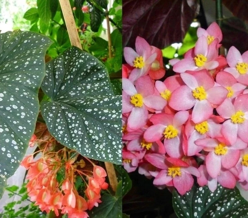 🌸🌸🌸 Бегония коралловая (Begonia x corallina).