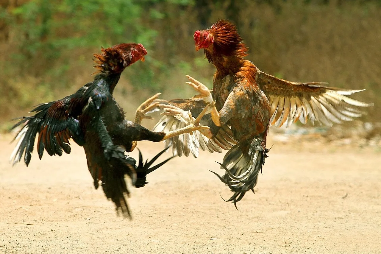 🐓В России запретили показывать петушиные бои  — это официальное решение российского суда!