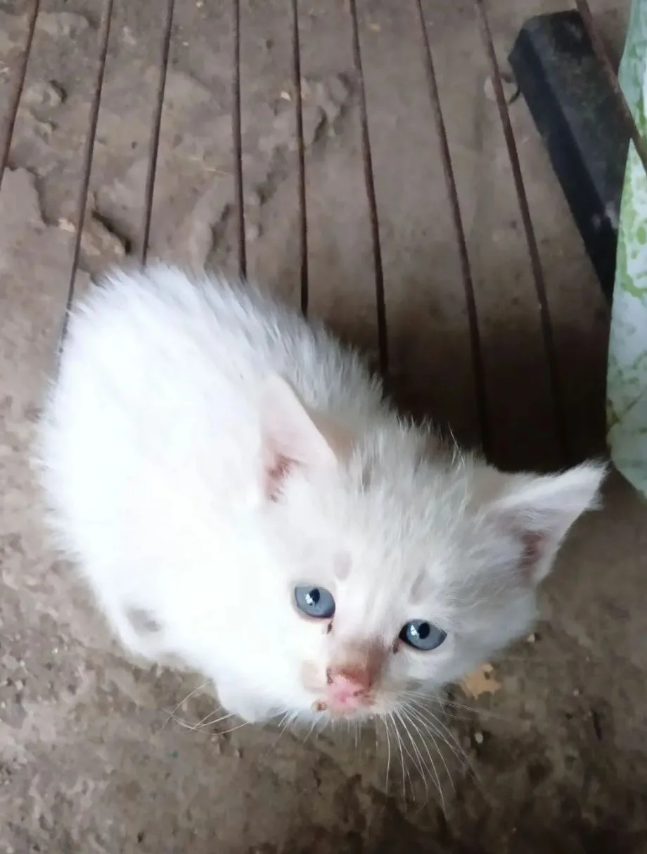 🐾 Кошка пришла во двор сама