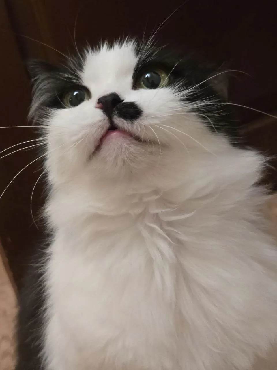 🐈 Матильда в ожидании вечера пятницы.