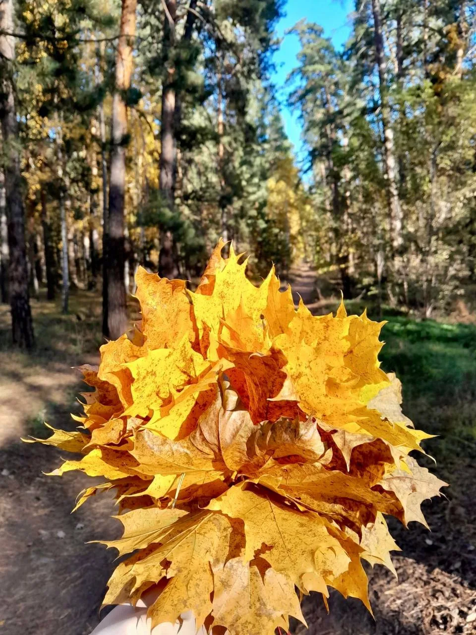 Воскресенье в бору.