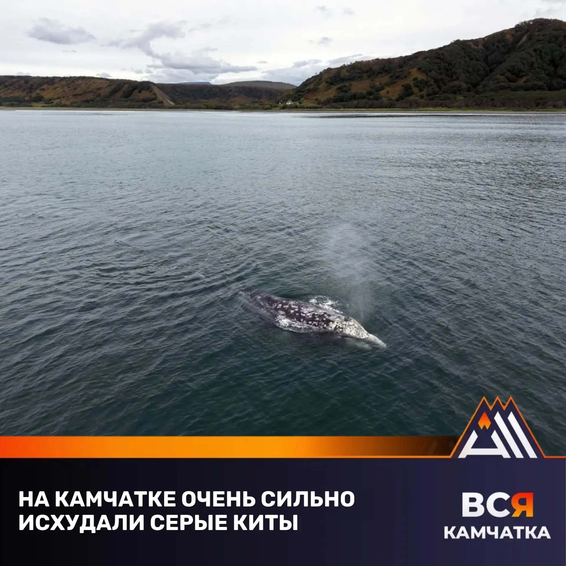 Исхудавшие серые киты вызвали тревогу у ученых на Камчатке