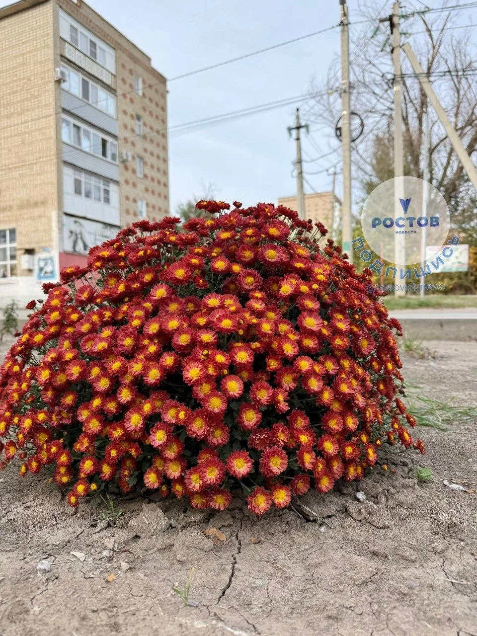 Яркая осень в Красном Сулине🌸🍂