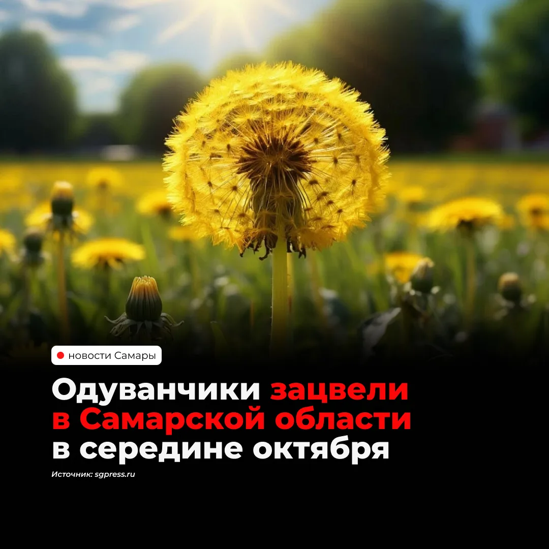 В Самарской области посреди октября зацвели одуванчики. Температура поднялась выше +20,...