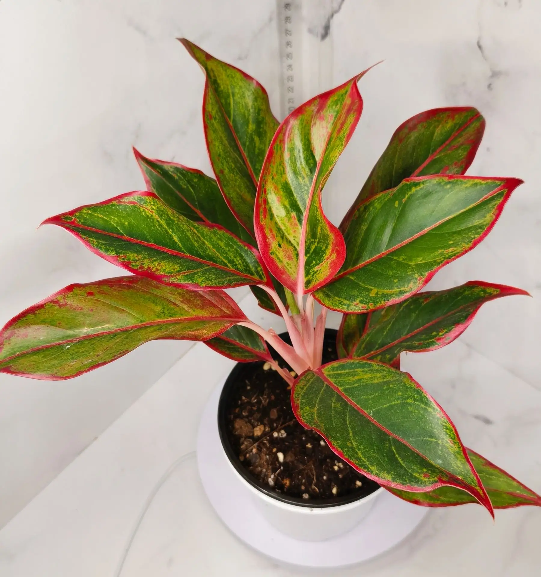 Аглаонема Сиам Аврора (Aglaonema Siam Aurora)