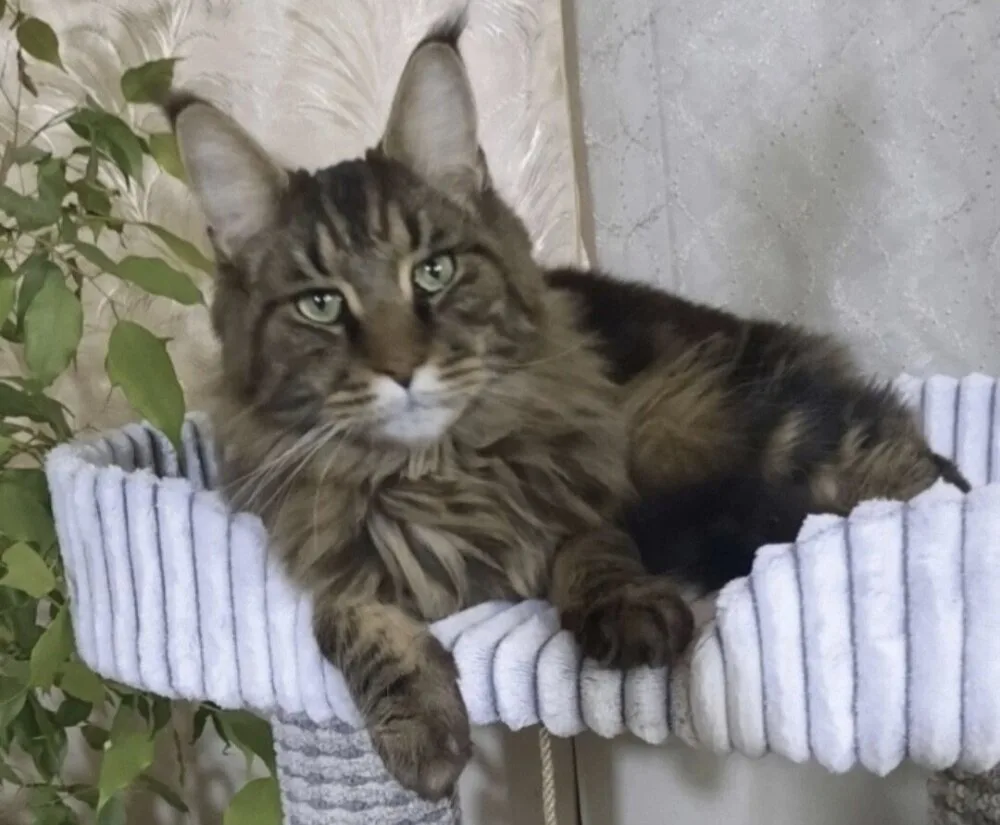 ПОМОГИТЕ НАЙТИ КОТА🐱 🙏