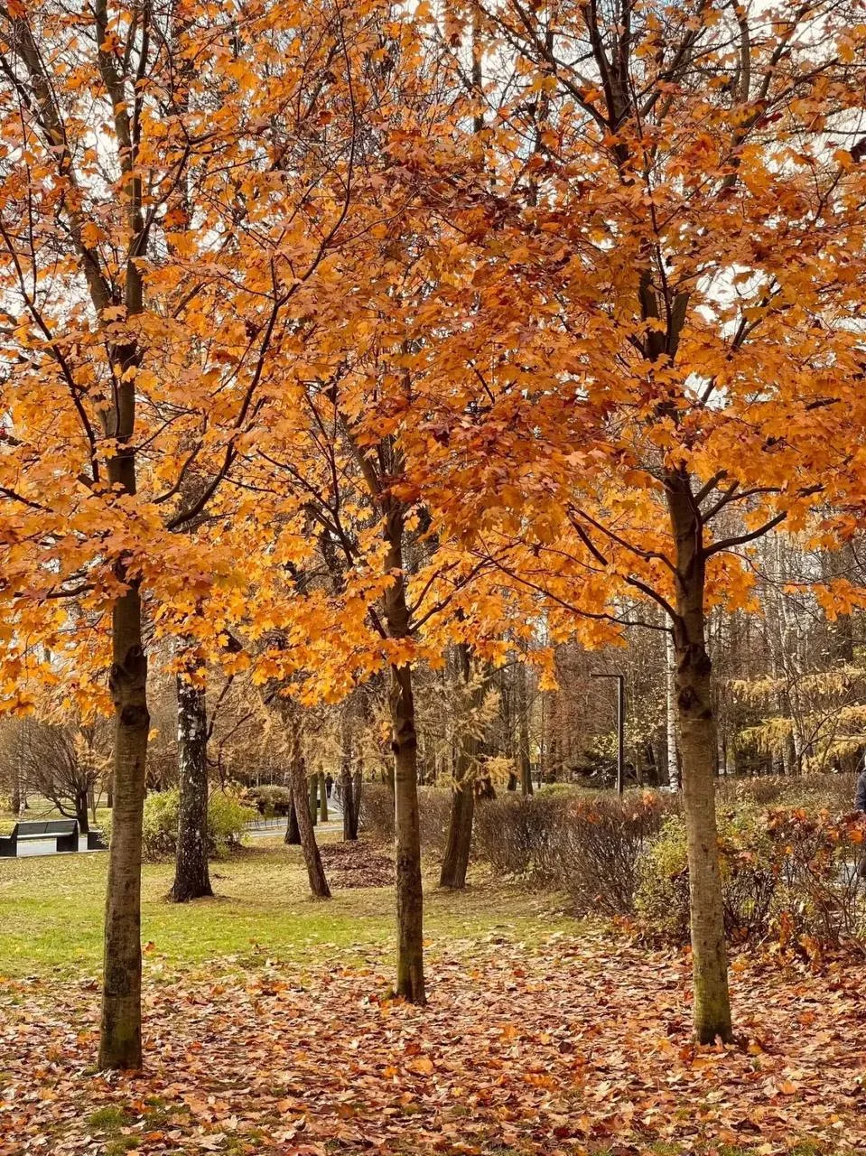 Нарядная осень 🍂