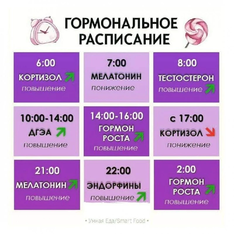 У гормонов тоже есть "график":