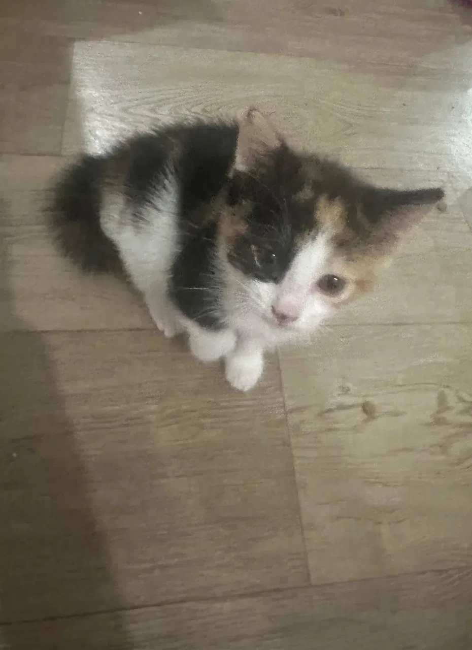 Ищу дом и любящих хозяев для маленькой цветной кошечки! 🐱