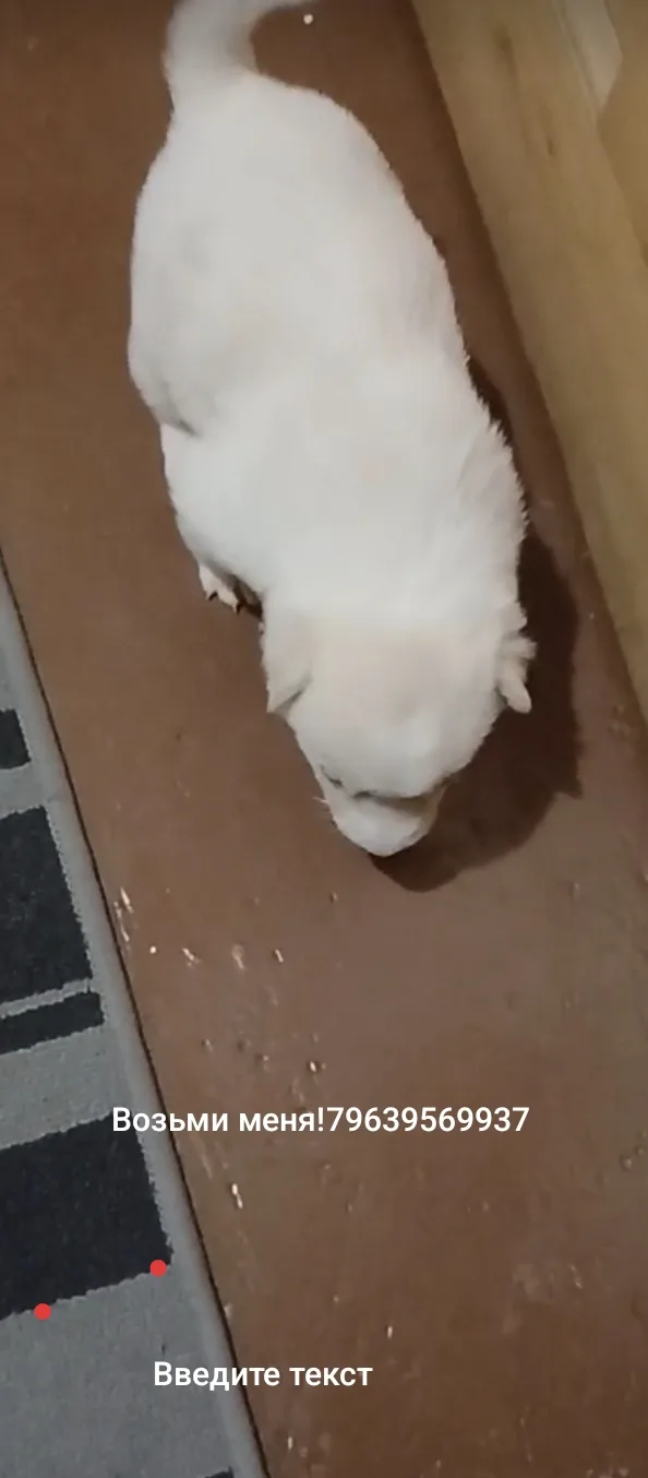 Видео
