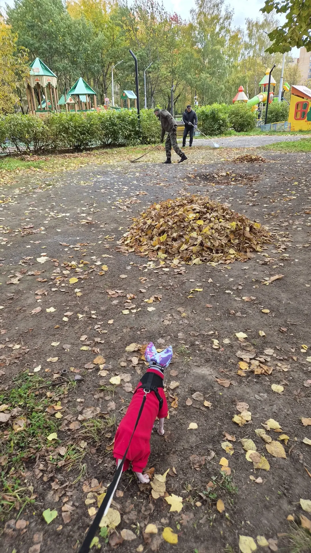 Сходили с Нейтаном на городской субботник. Грабель нам не хватило, поэтому лысый взял н...