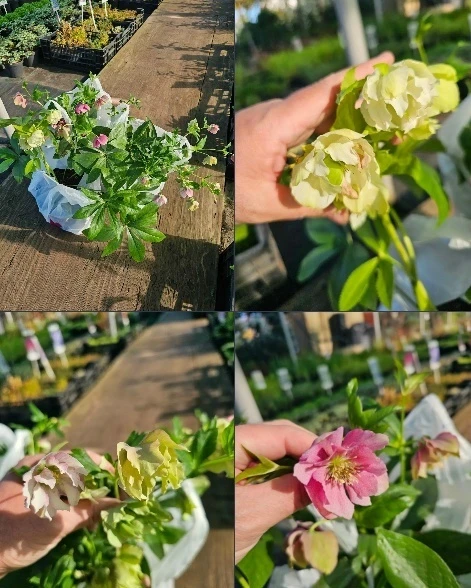 Рубрика "Дела садовые🌿" Ведь наша кузница про жизнь в саду😉
