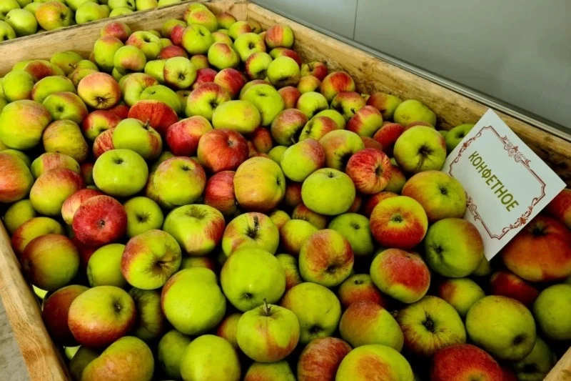 Тамбовские аграрии собрали около 11 тысяч тонн яблок🍎