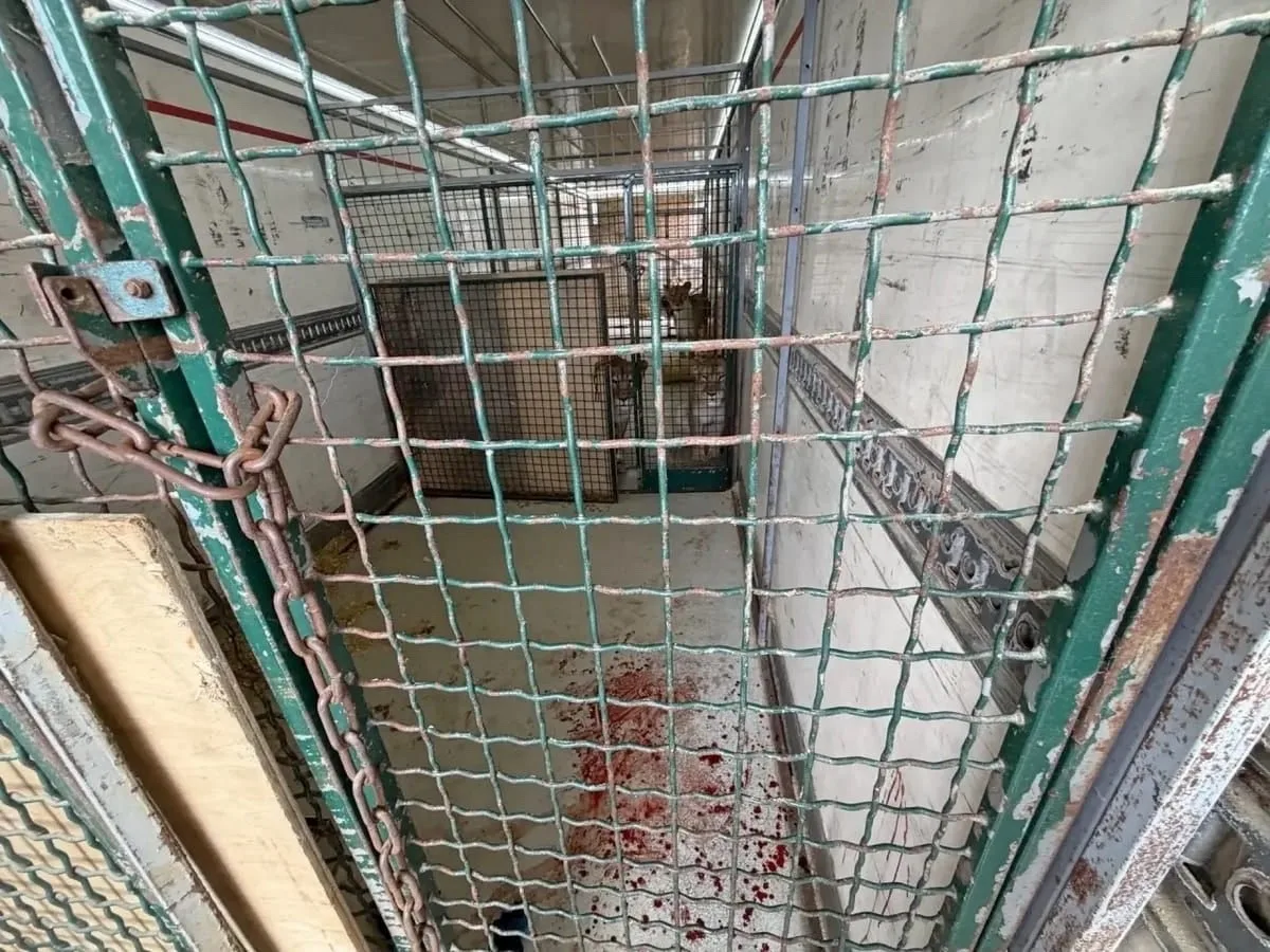 СК не стал возбуждать дело после нападения льва на дрессировщика во Владимире