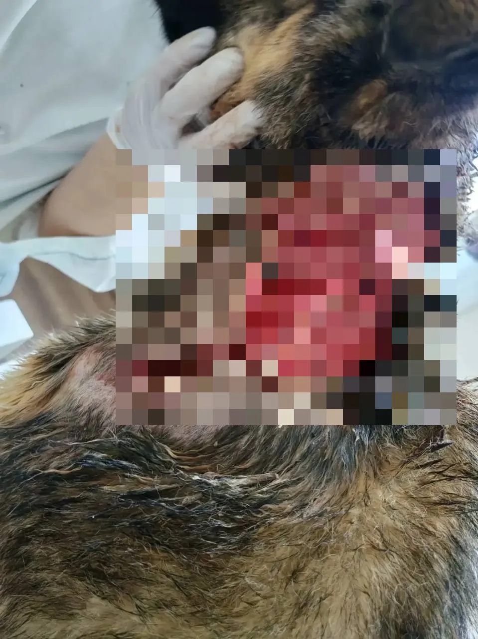 В Иркутской области 10-месячный щенок лайки спас целую семью от медведя, едва не погибн...