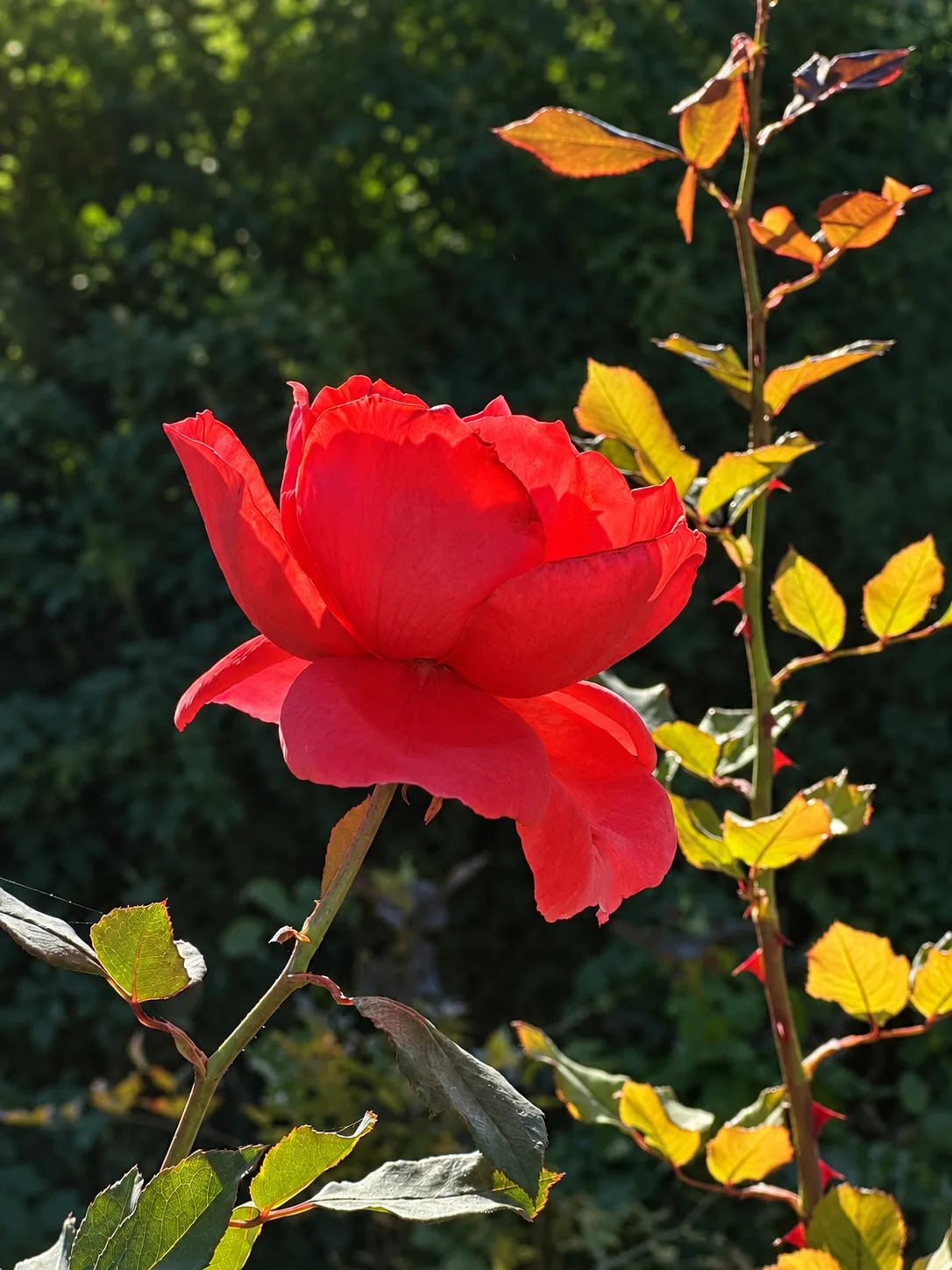 Осенние улочки Анапы 🌺