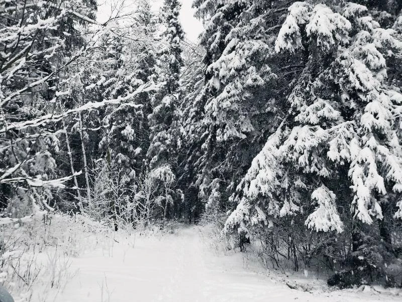❄️ В Воронежской области предстоящая зима ожидается без серьёзных температурных аномалий.