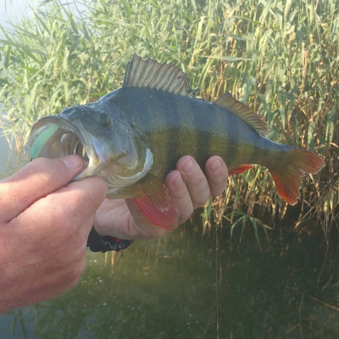 Самый крупный окунь🐟, которого мне удалось поймать в Краснодарском крае😉