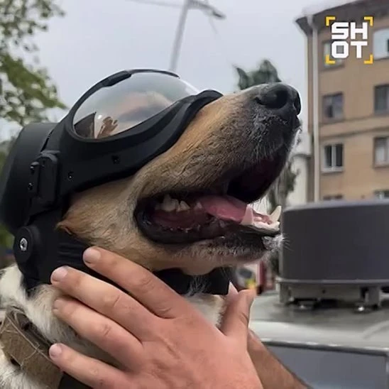 Знаменитый пёс Папай вернулся на СВО после тяжёлого ранения и снова спас российских сол...