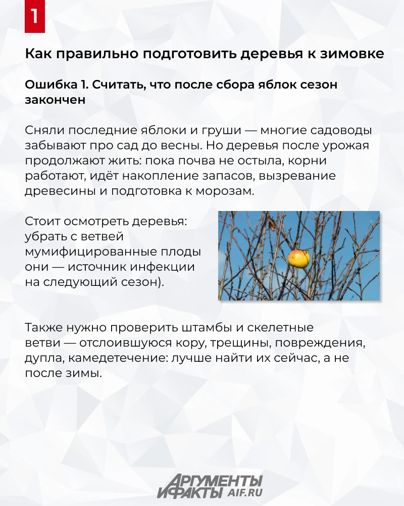 Как правильно подготовить деревья к зимовке