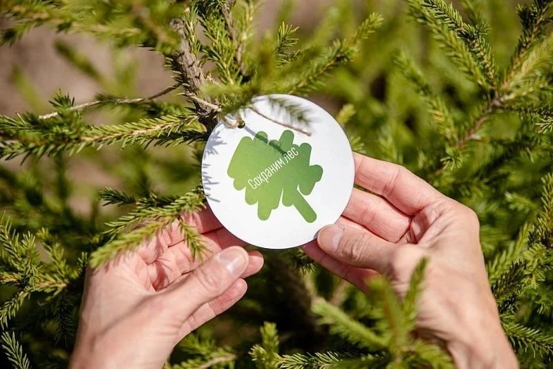🌱В Белгородской области высадят более 230 тысяч молодых деревьев.