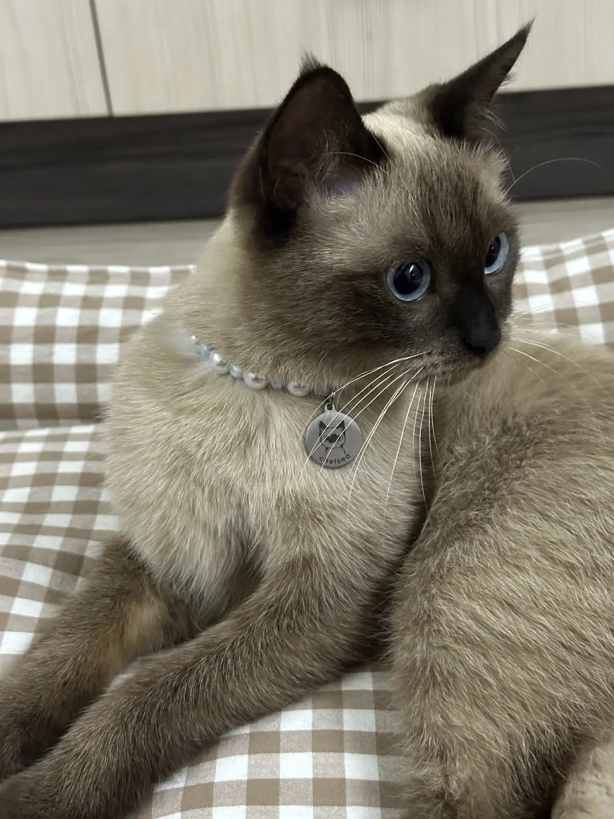 #КотикПодписчика 🥰