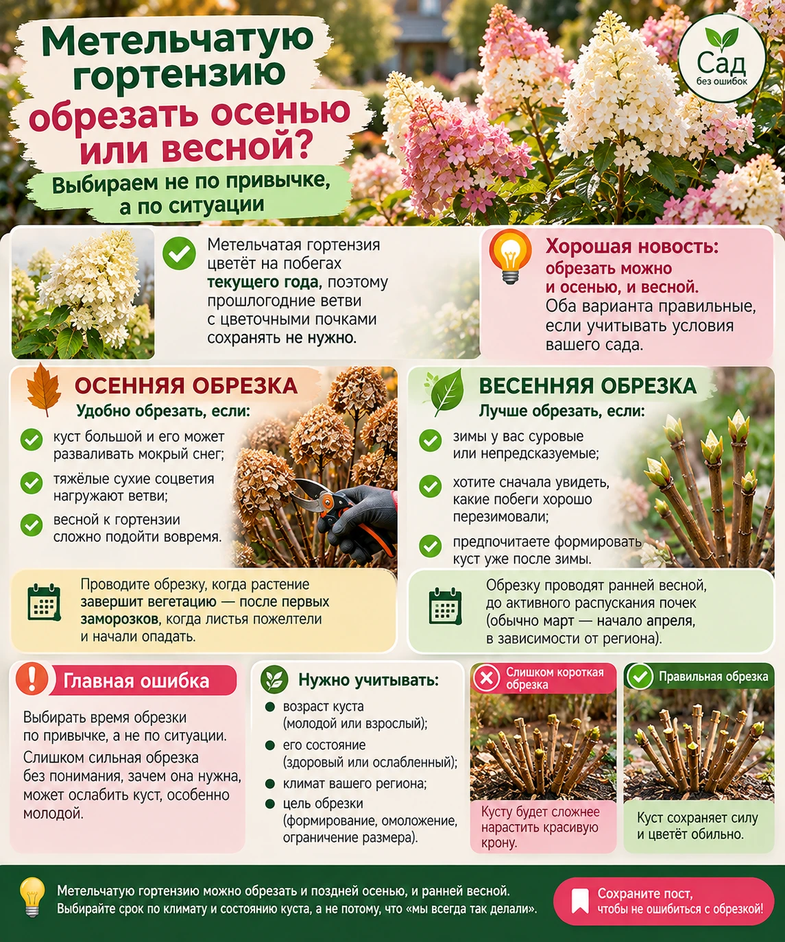 🌸 Метельчатую гортензию обрезать осенью или весной? Выбираем не по привычке
