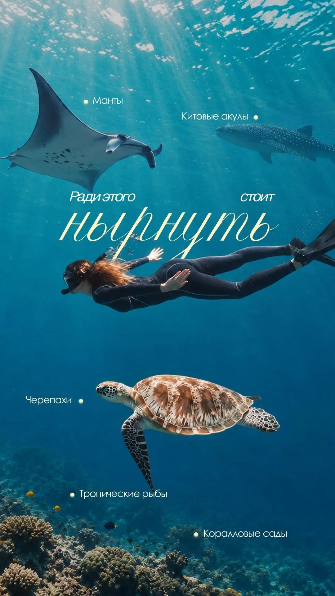 Черепахи, манты, китовые акулы 🐠 Куда ехать за красивым подводным миром