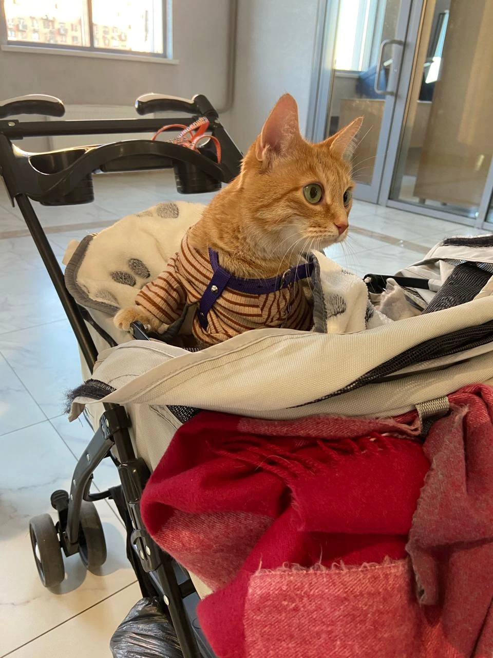 🐾 Ну бабуля, нашла чем мне настроение поднять! 😾