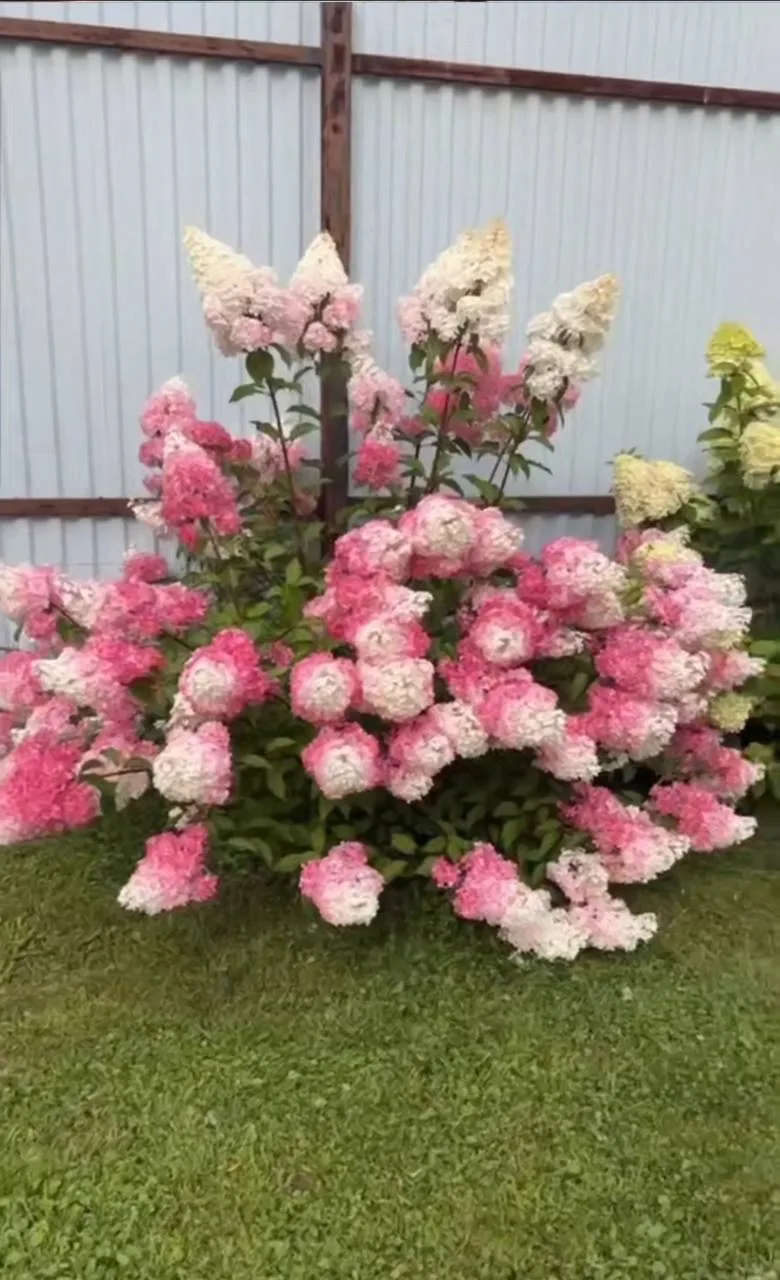 Доброе утречко, девочки 🌺