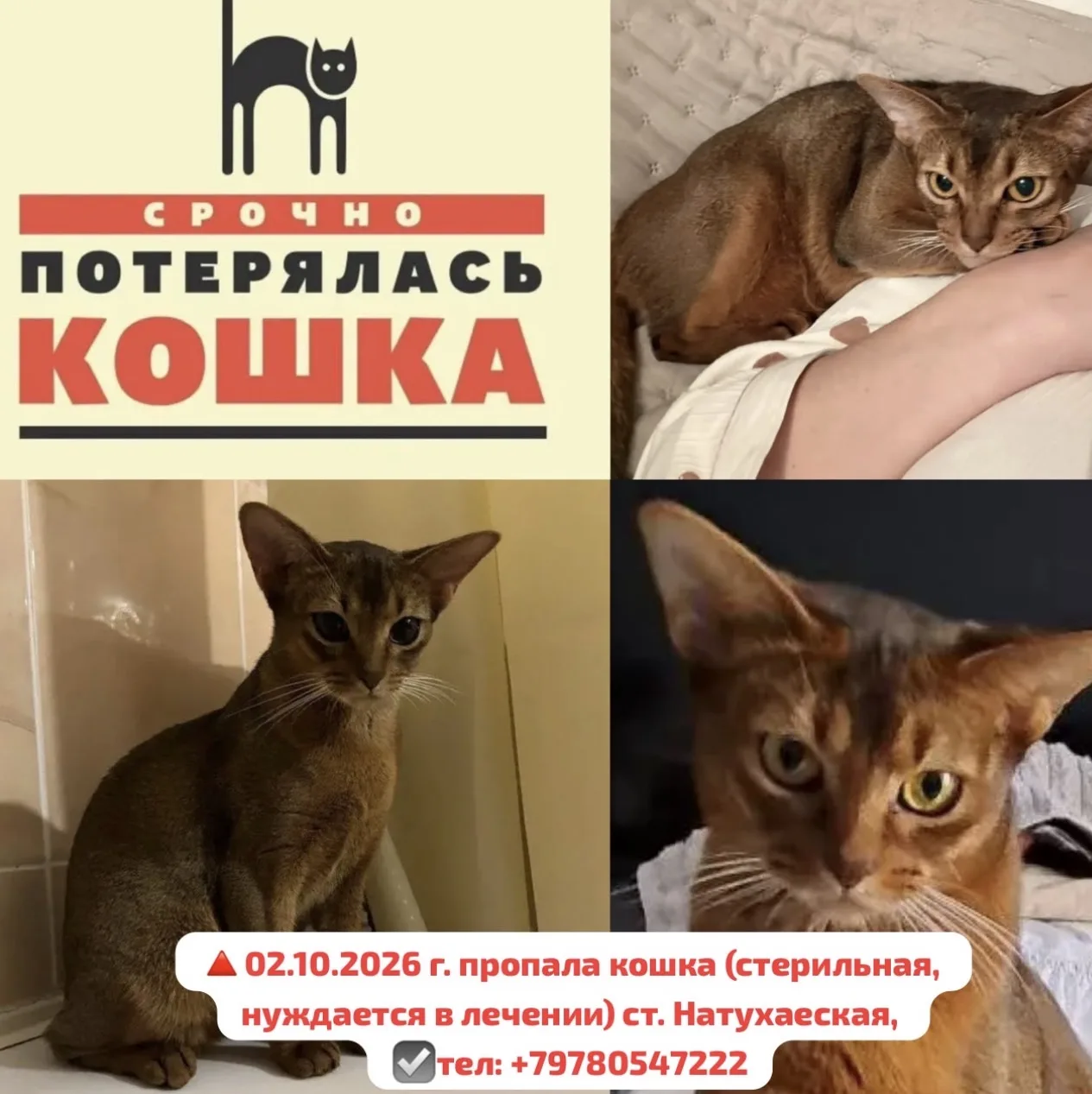 🔺2 октября 2026 г. пропала кошка (стерильная), в ст. Натухаевской, КП  Южные Луга по у...
