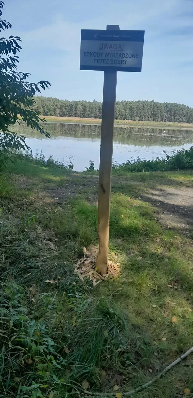 Бобры в Польше уничтожили табличку, которая предупреждала людей об опасности этих живот...