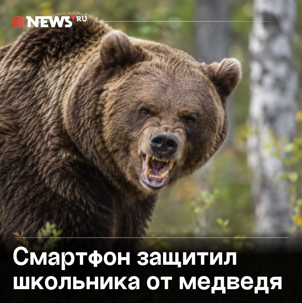 Смартфон спас жизнь подростку, на которого напал медведь в Алтайском крае.