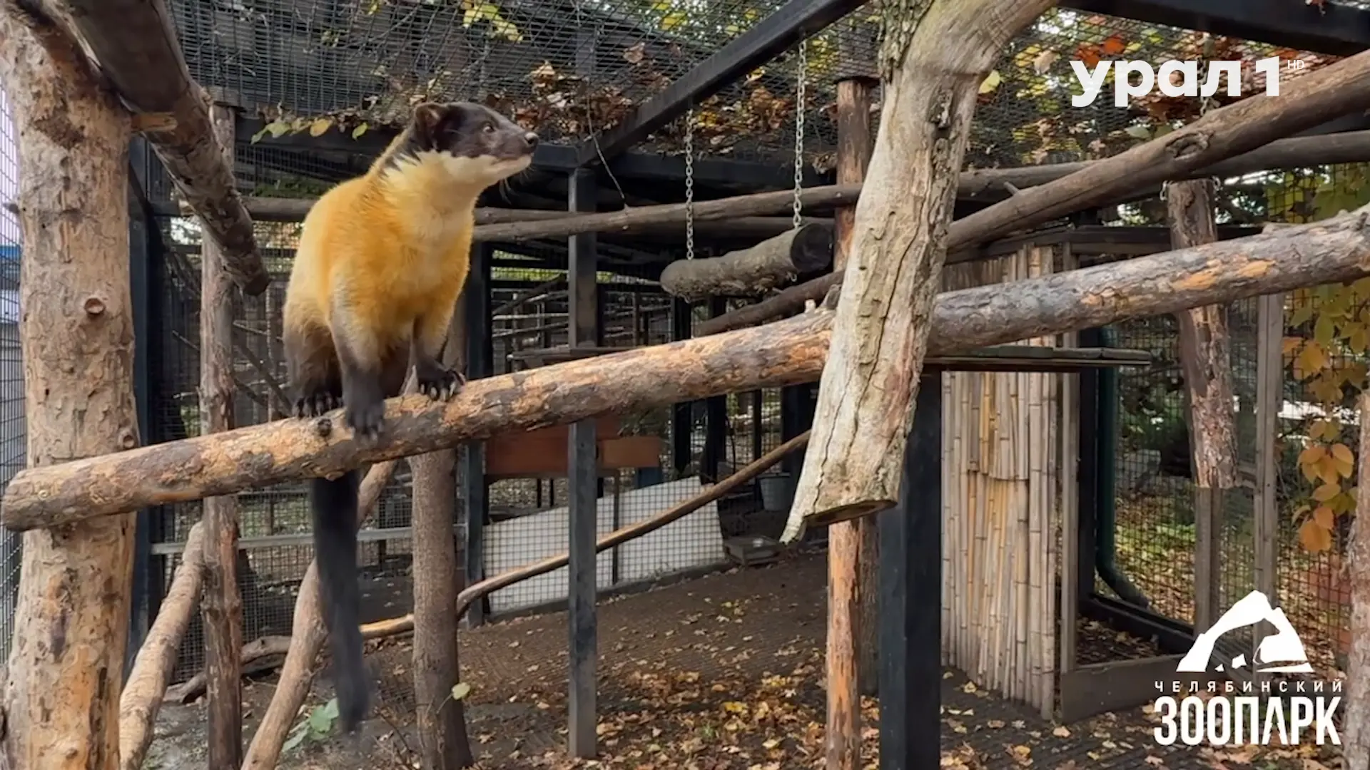 🦝🦁 ОБМЕН ЖЕНИХАМИ В ЗООПАРКЕ