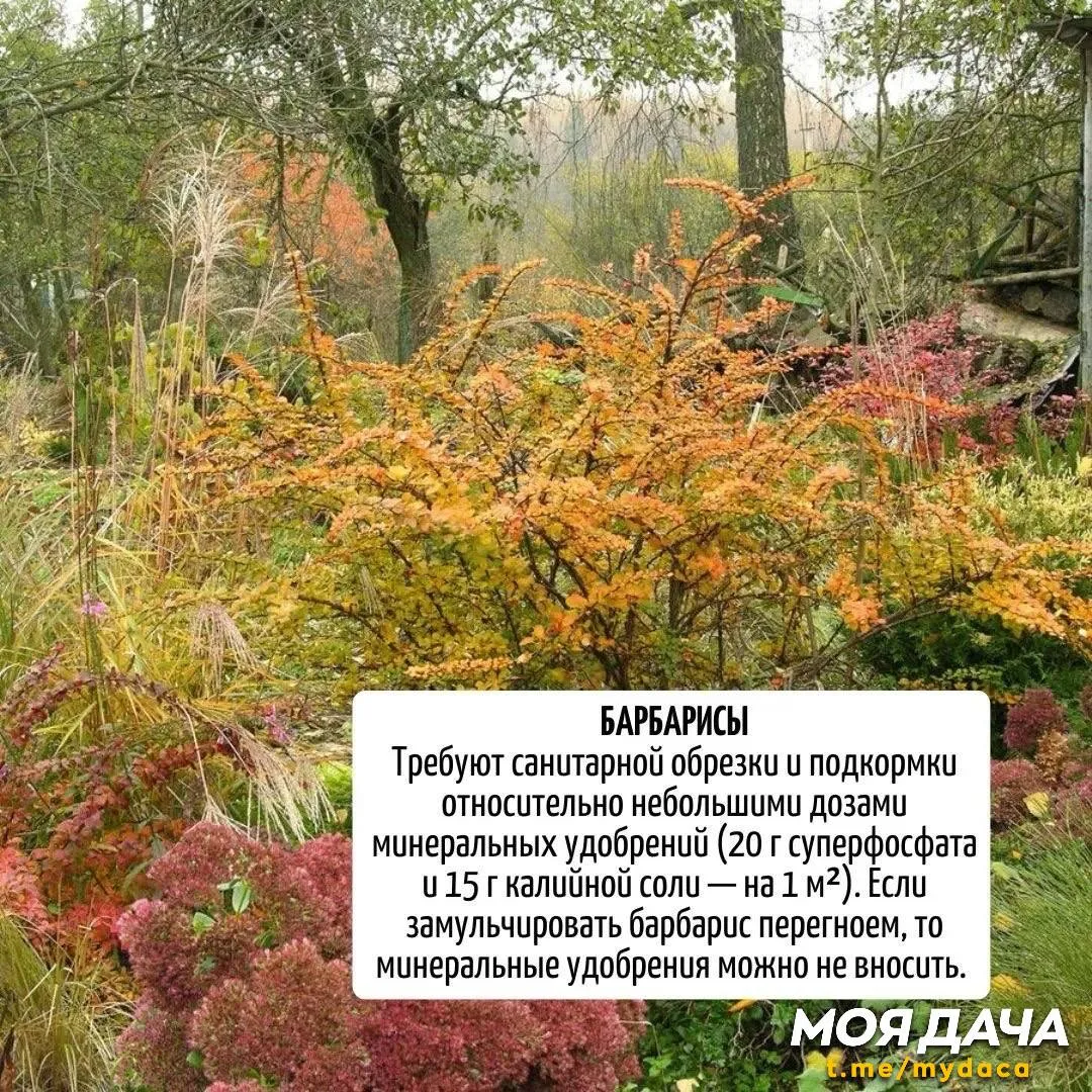 Осенние удобрения для декоративных деревьев и кустарников 🌿