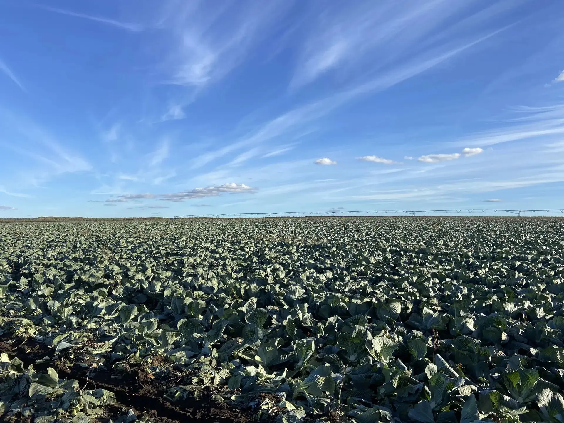 🥬🚜 В КФХ Григорьевых (Кильдишево) убрали 30% от запланированных 50 га капусты. 📊✅