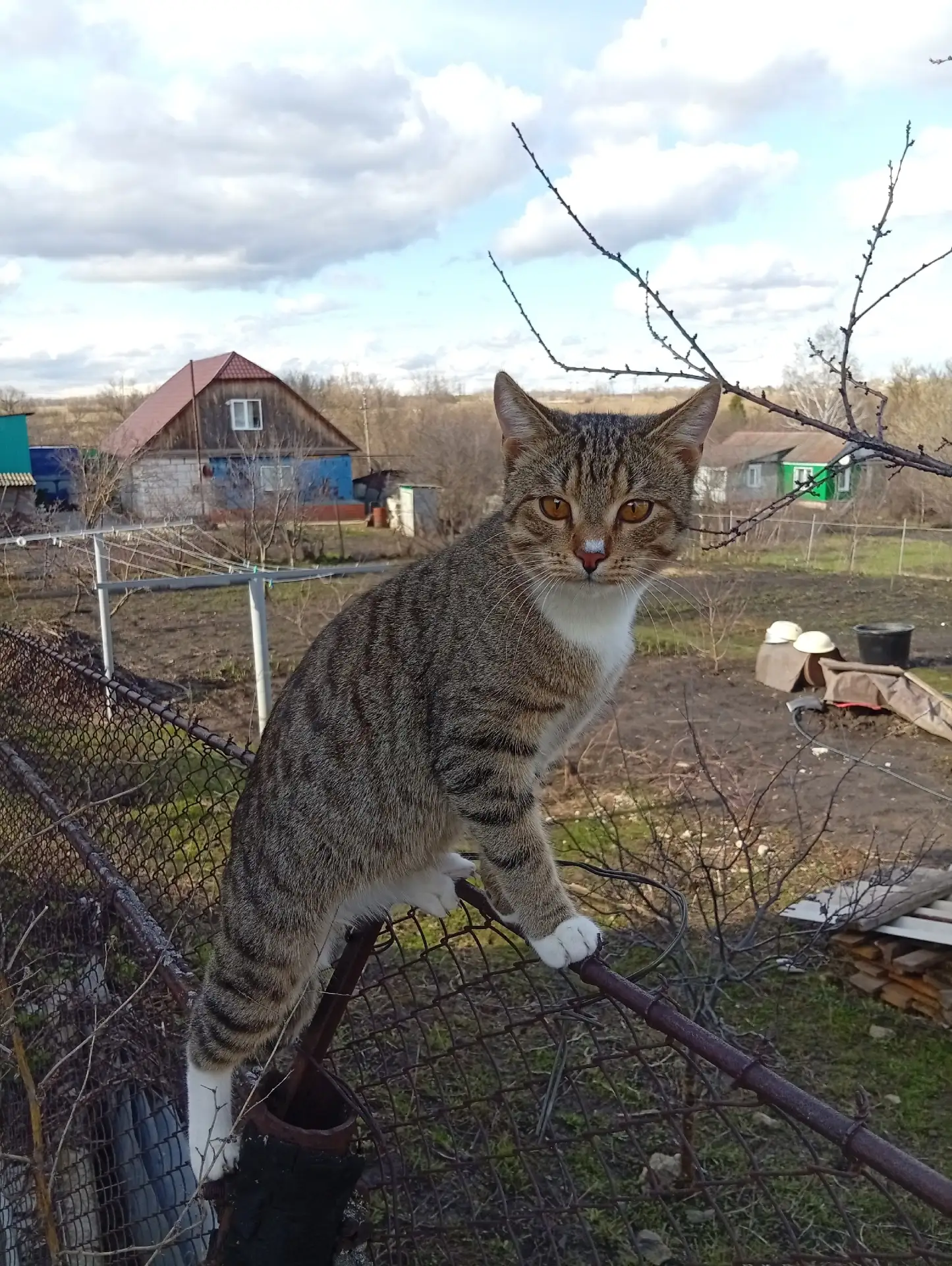 Пропал кот в районе улицы Кирова.