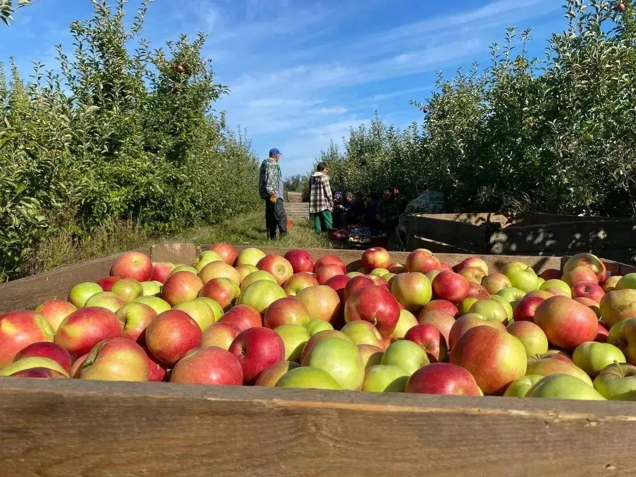 🍎 В Краснодаре собрали тысячи тонн овощей, фруктов и ягод