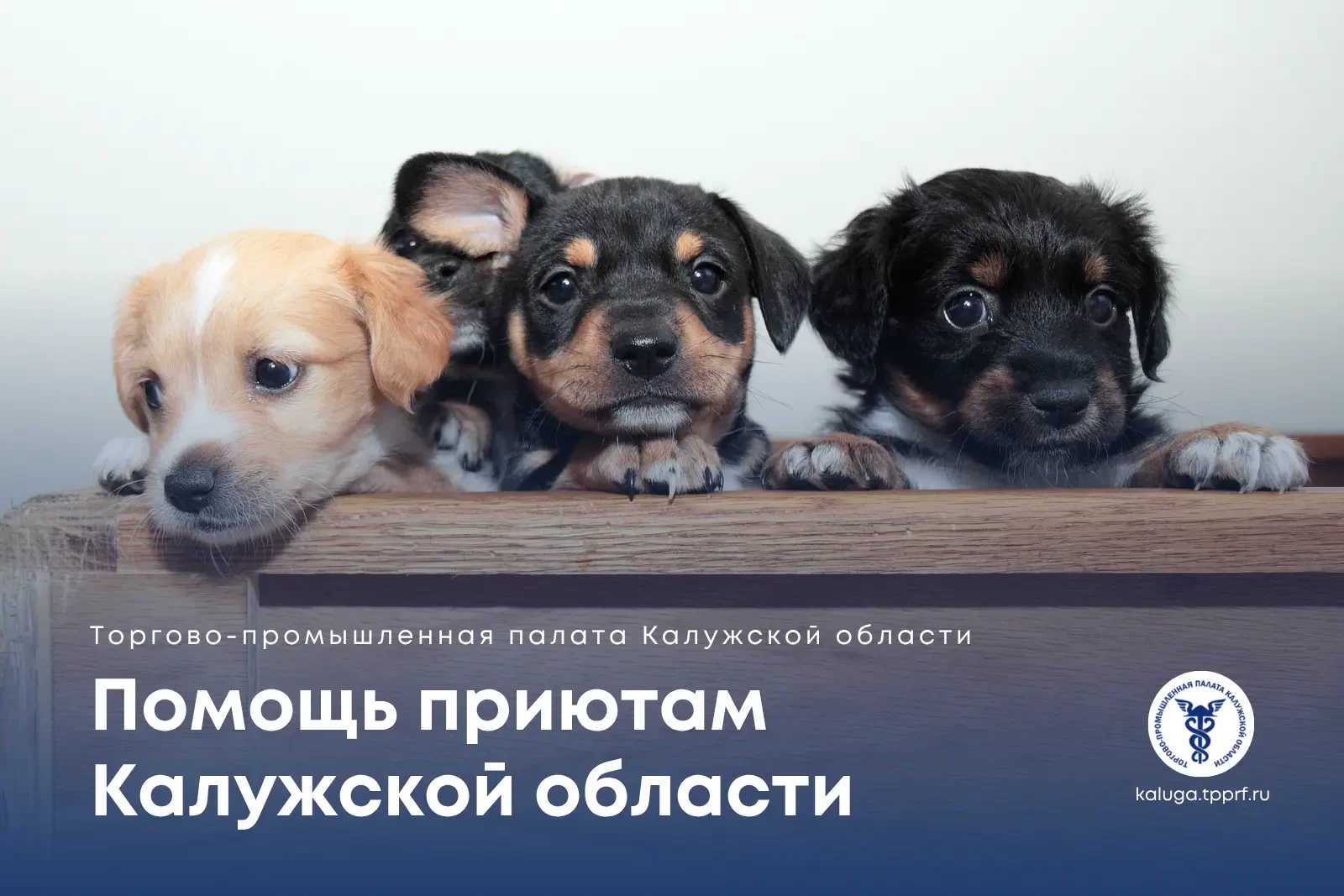 🐾 Приюты объединились, чтобы помочь собакам из «Острова Надежды»
