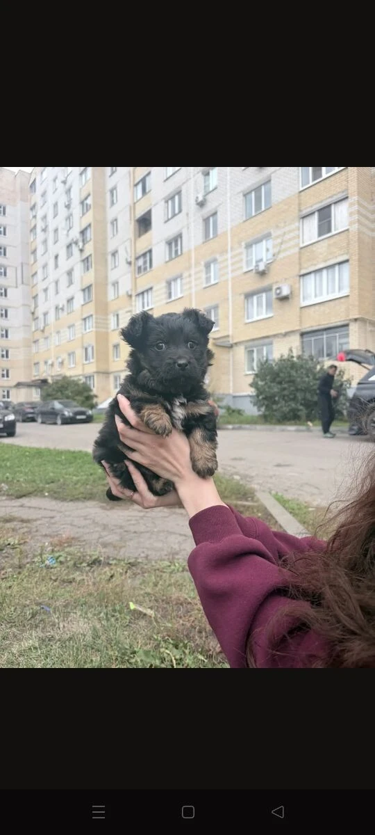 Подбросили щенка к подъезду. Мальчик. Может кто заберет это маленькое чудо себе.+798067...