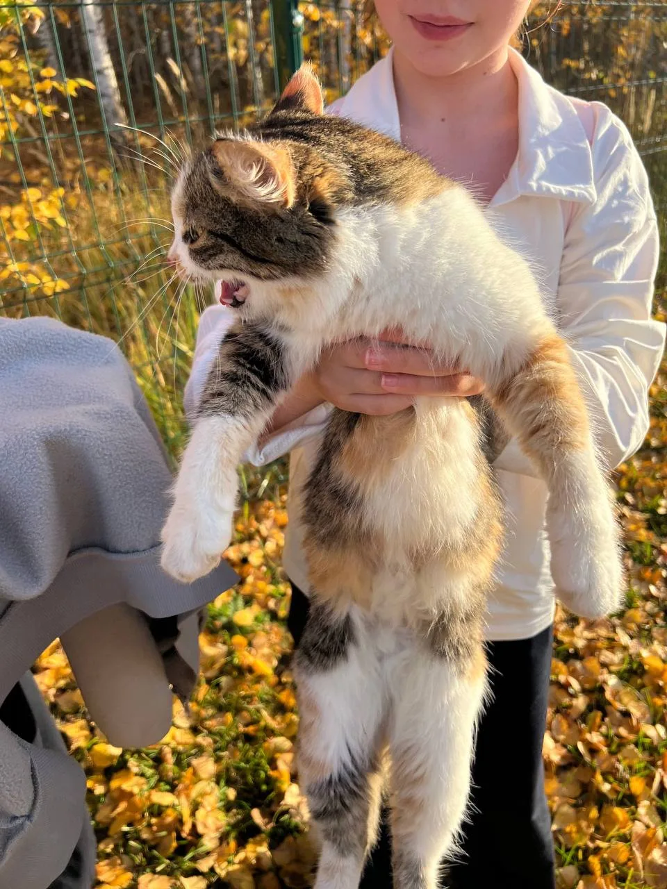 Котята уже потерялись, кошке требуется передержка, а ещё лучше любящая семья.