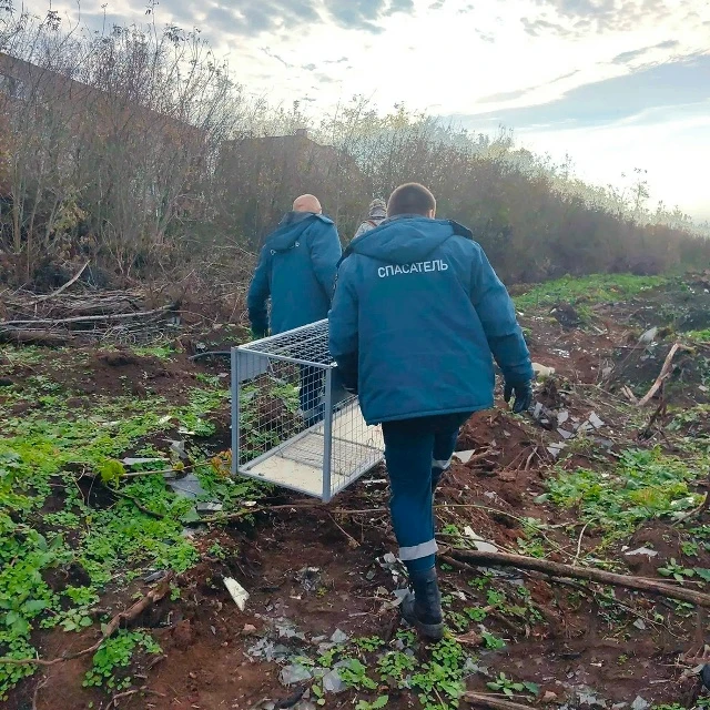 В Кирово-Чепецке отловили опасную лесную хищницу