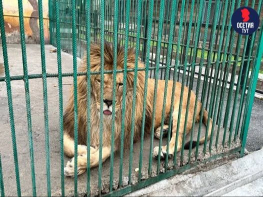 🦁Диких животных в зоопарке Владикавказа содержат в неподходящих условиях
