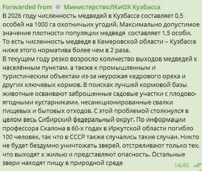 Массового отстрела медведей в Кузбассе не планируют