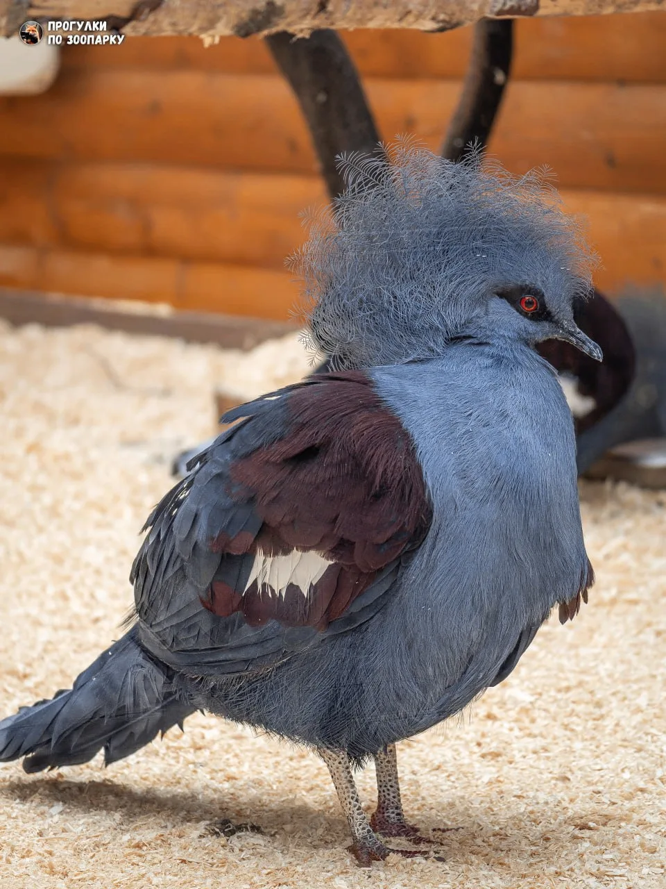 Наш подопечный - красавец венценосный голубь🐦