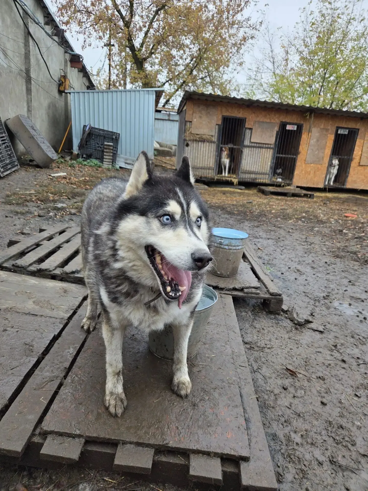Доброта измеряется не словами, а поступками! 🐾